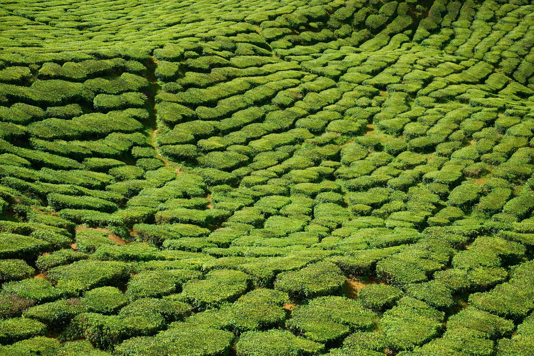 What Is Ceremonial Grade Matcha? The Complete Guide - Ayumi wellness